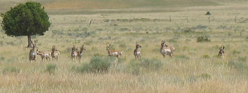 Pronghorn antelope in Madison Valley