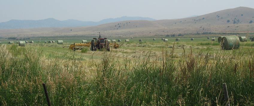Bales of hay in a field between Alder and Ruby Lake