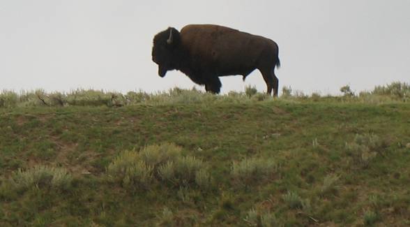 Solitary Bull Buffalo