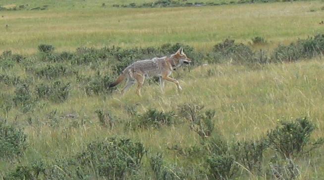 Lamar Valley Coyote with tracking collar