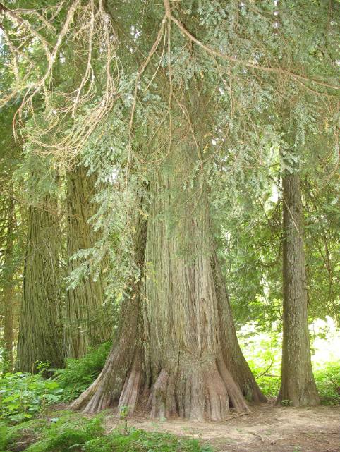 Ross Creek Ancient Cedars