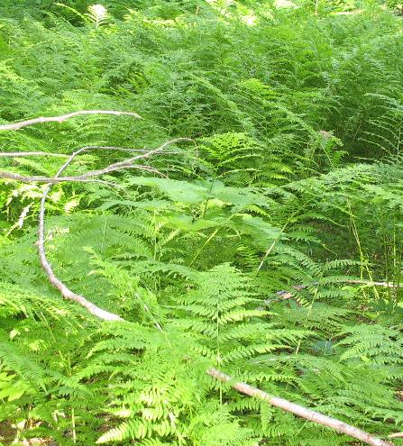 Giant fern patch in Ross Creek Ancient Cedars