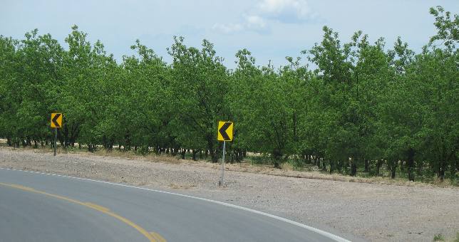 Mesilla Valley Pecan orchard
