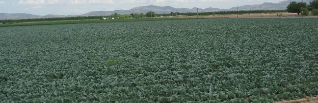 Cabbage in Mesilla Valley of New Mexico