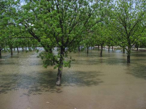 Flooded pecan grove south of Hatch, New Mexico