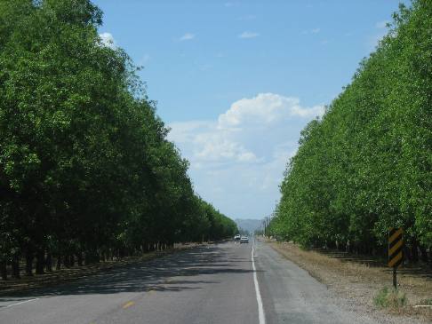 Pecan groves in Mesilla Valley south of Hatch New Mexico