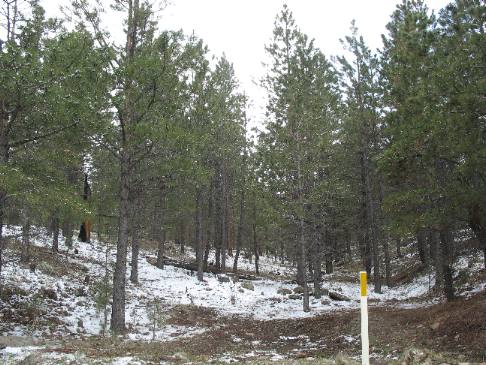 Pines and snow on Mt Taylor