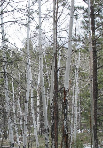 Aspen trees on Mt Taylor