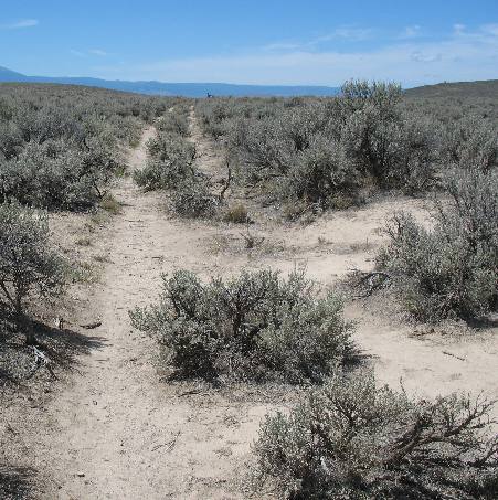 Oregon Trail Ruts on Flagstaff Hill east of Baker City, Oregon