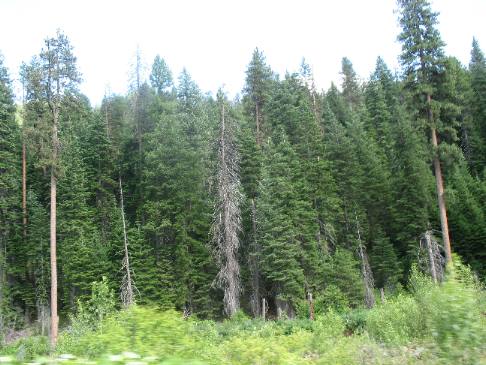 Pine forest along National Forest Developed Road 39 in Oregon