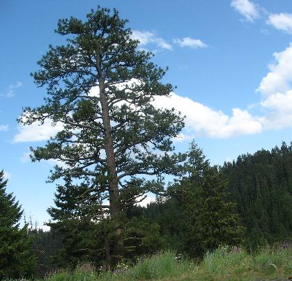 Ponderosa Pine along National Forest Developed Road 39 in Oregon