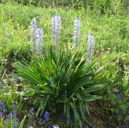 Is this the camas made famous by Louis & Clark?