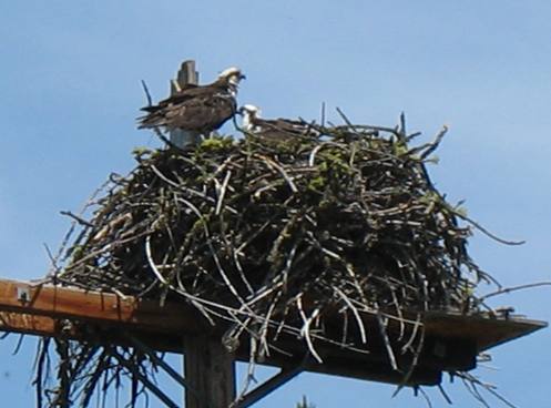 Sumpter Valley Osprey nest