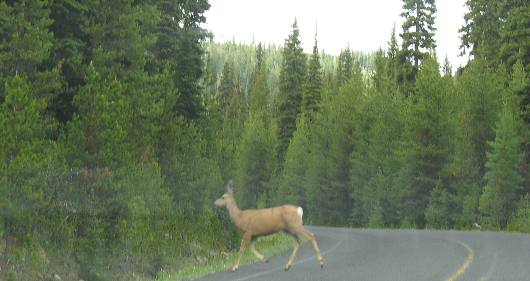 Deer crossing the Elkhorn Scenic Drive near Granite, Oregon