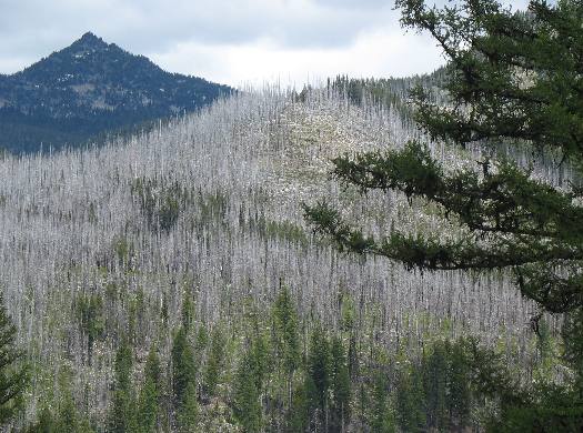 Mountain pine beetle devistation