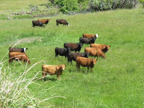 Lush Oregon Valley full of cattle