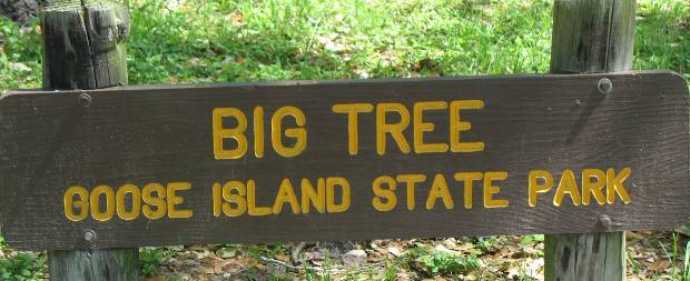 Big Tree or Goose Island Oak