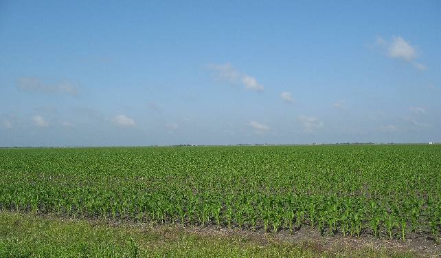 Between Refugio and Rockport is a flat coastal plain planted in corn