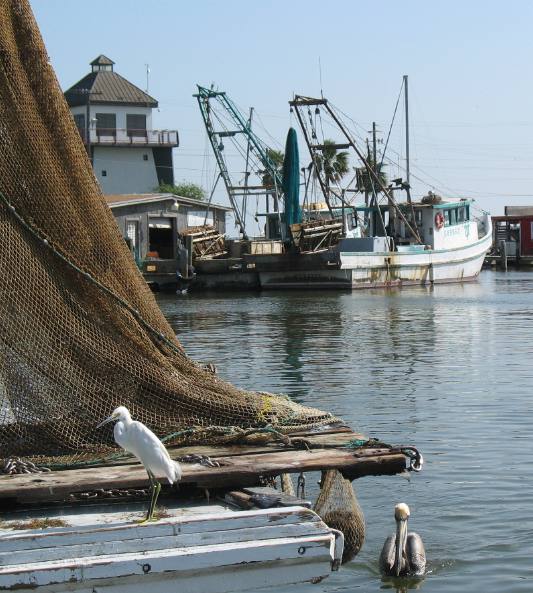 Shrimp boat Snowy Egret & Brown Pelican