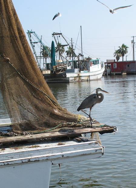 Shrimp boats and Great Blue Heron