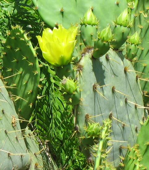 Prickley pear cactus bloom