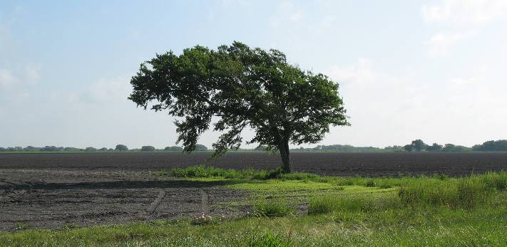 Solitary live oak