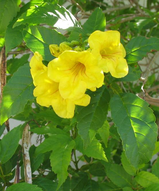 Unidentified vine with bright yellow trumpet shaped flowers