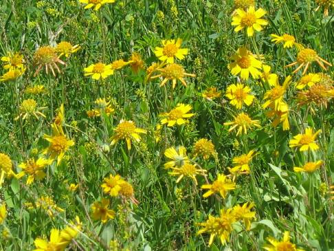 Huisache daisy in field around Cuero, Texas