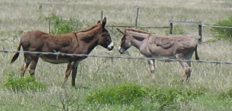 Donkeys around Cuero, Texas