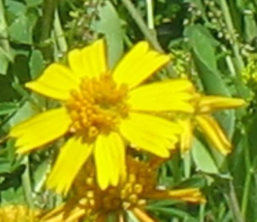 Huisache daisy in field around Cuero, Texas