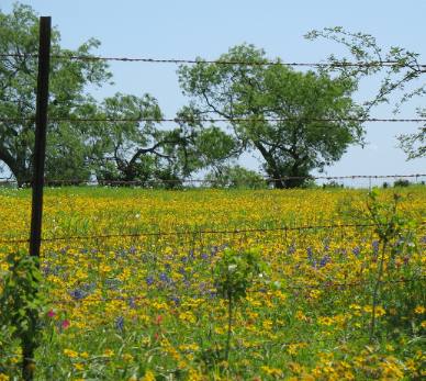 Yellow wildflowers in field near Cuero, Texas