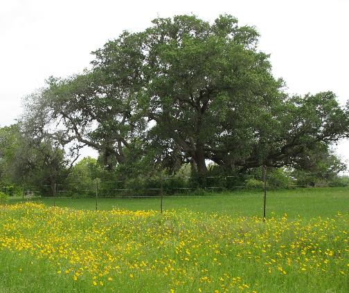 Pastoral scene with live oak in field around Cuero, Texas 