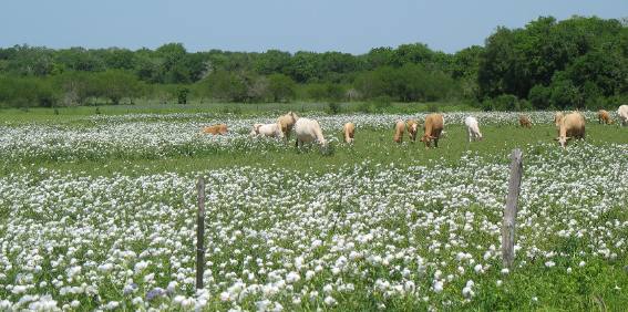 Sheep and white prickly poppy around Cuero, Texas