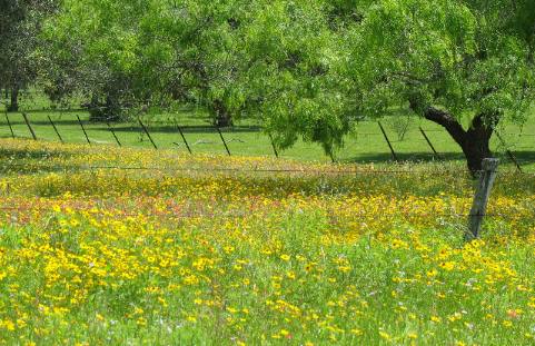 Mesquite tree, barbed wire fences & wildflowers around Cuero, Texas 