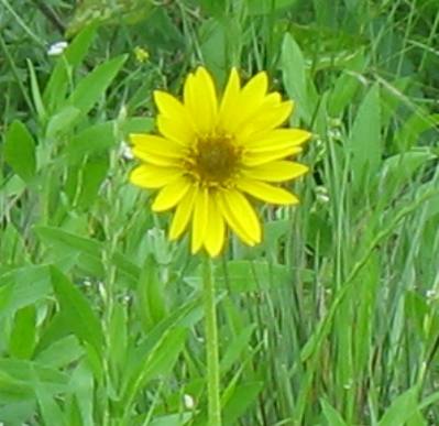 Yellow wildflowers around Cuero, Texas
