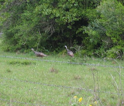 Wild turkey around Cuero, Texas