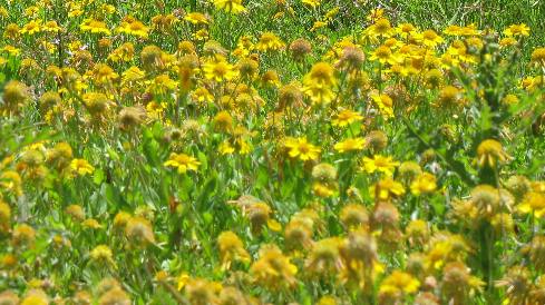 Yellow wildflowers around Cuero, Texas