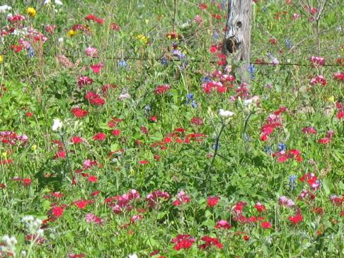 Multicolored wildflowers around Cuero, Texas