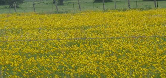 Field of huisache daisy near Cuero, Texas