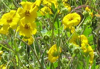 Unidentifiedy yellow wildflowers around Cuero, Texas
