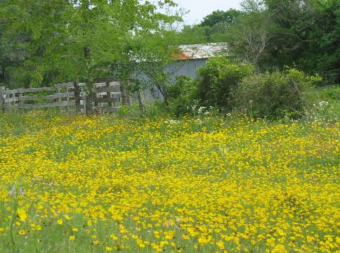 Old barn, wildflowers and wooden fence around Cuero, Texas