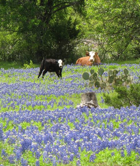 Bluebonets, cows and prickly pear cactus on Willow Loop north of Fredericksburg, Texas