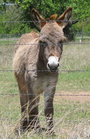 Donkey on ranch outside Fredericksburg, Texas