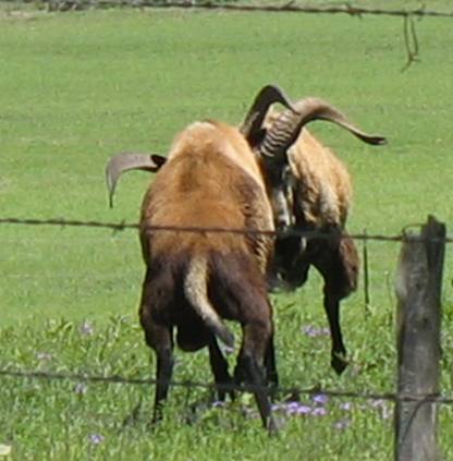 Male goats butting heads on ranch outside Fredericksburg, Texas