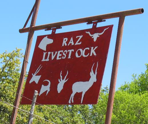 Raz Livestock Auction in Harper, Texas a few miles west of Fredericksburg