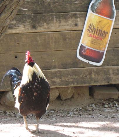 Luckenbach roosters