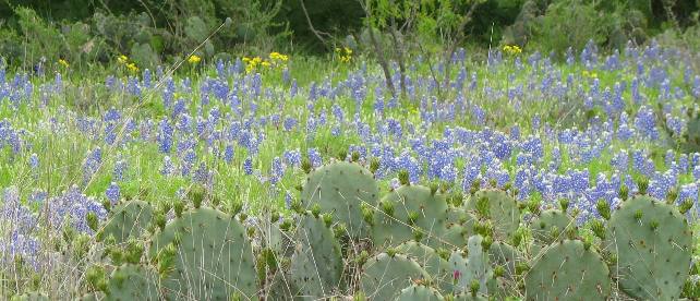 Bluebonnets & Cactus in the Texas Hill Country
