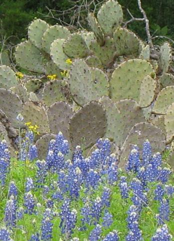 Prickly pear cactus & Bluebonnets in Texas Hill Country