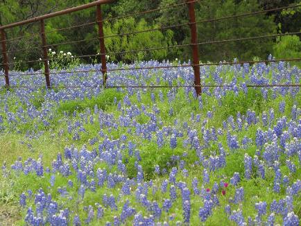 Bluebonnets along Willow Loop in the Texas Hill Country