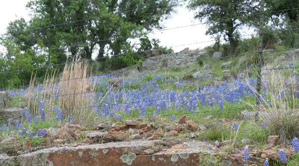Pink granite and bluebonnets along Willow Loop in Texas Hill Country